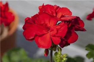 Pelargonium zonale 'Dolce Vita' - Zonal-Pelargonie 'Dolce Vita'