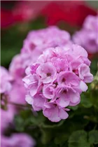 Pelargonium zonale 'Emilia' - Zonal-Pelargonie 'Emilia'