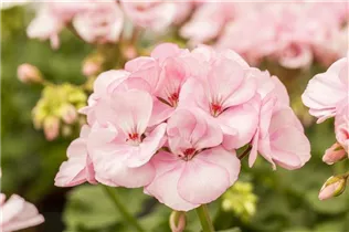 Pelargonium zonale 'Emilia' - Zonal-Pelargonie 'Emilia'