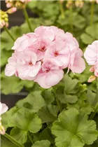 Pelargonium zonale 'Emilia' - Zonal-Pelargonie 'Emilia'