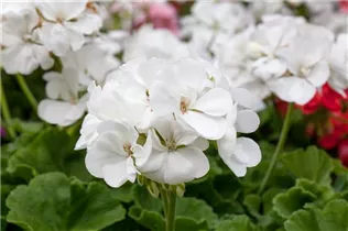 Pelargonium zonale 'Glacis' - Zonal-Pelargonie 'Glacis'