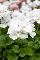 Pelargonium zonale 'Glacis' - Zonal-Pelargonie 'Glacis'