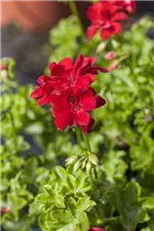 Pelargonium peltatum 'Ruby' - Hängegeranie 'Ruby'