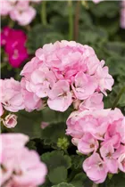 Pelargonium zonale 'Green Idols' - Zonal-Pelargonie 'Green Idols' Pelargonium zonale 'Green Idols' - Zonal-Pelargonie 'Green Idols'