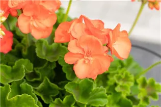 Pelargonium zonale 'Green Idols' - Zonal-Pelargonie 'Green Idols' Pelargonium zonale 'Green Idols' - Zonal-Pelargonie 'Green Idols'