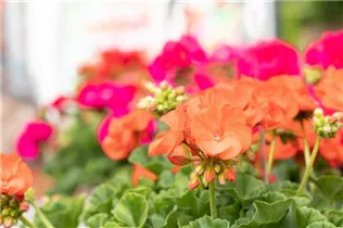 Pelargonium zonale 'Green Idols' - Zonal-Pelargonie 'Green Idols' Pelargonium zonale 'Green Idols' - Zonal-Pelargonie 'Green Idols'