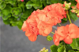 Pelargonium zonale 'Green Idols' - Zonal-Pelargonie 'Green Idols' Pelargonium zonale 'Green Idols' - Zonal-Pelargonie 'Green Idols'