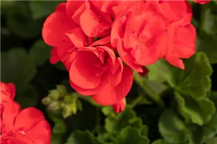 Pelargonium zonale 'Green Idols' - Zonal-Pelargonie 'Green Idols' Pelargonium zonale 'Green Idols' - Zonal-Pelargonie 'Green Idols'