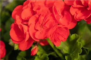 Pelargonium zonale 'Green Idols' - Zonal-Pelargonie 'Green Idols' Pelargonium zonale 'Green Idols' - Zonal-Pelargonie 'Green Idols'