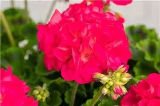 Pelargonium zonale 'Green Idols' - Zonal-Pelargonie 'Green Idols' Pelargonium zonale 'Green Idols' - Zonal-Pelargonie 'Green Idols'