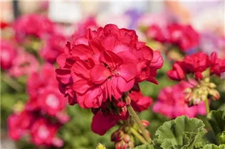 Pelargonium zonale 'Green Series' - Pelargonium zonale 'Green Series'