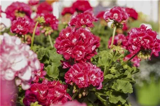 Pelargonium zonale 'Green Series' - Pelargonium zonale 'Green Series'