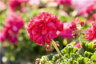 Pelargonium zonale 'Green Series' - Pelargonium zonale 'Green Series'