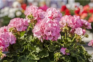 Pelargonium zonale 'Green Series' - Pelargonium zonale 'Green Series'