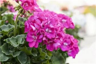 Pelargonium zonale 'Green Series' - Pelargonium zonale 'Green Series'
