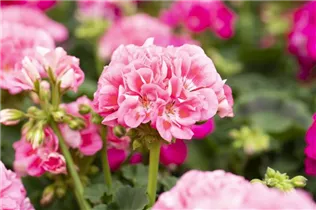 Pelargonium zonale 'Green Series' - Pelargonium zonale 'Green Series'