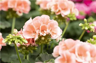 Pelargonium zonale 'Green Series' - Pelargonium zonale 'Green Series'