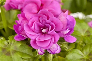 Pelargonium peltatum, gefüllt - Pelargonium peltatum, gefüllt