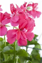 Pelargonium peltatum, rosa - Pelargonium peltatum, rosa
