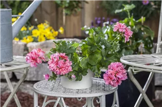 Pelargonium peltatum, rosa - Pelargonium peltatum, rosa