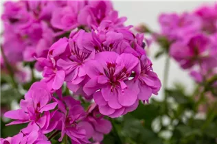 Pelargonium peltatum, rosa - Pelargonium peltatum, rosa