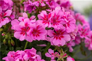 Pelargonium peltatum, rosa - Pelargonium peltatum, rosa