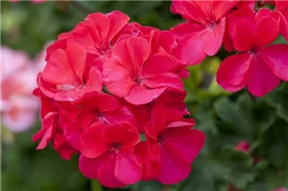 Pelargonium zonale 'Marena' - Zonal-Pelargonie 'Marena'