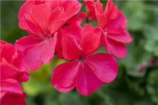 Pelargonium zonale 'Marena' - Zonal-Pelargonie 'Marena'