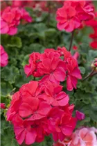 Pelargonium zonale 'Marena' - Zonal-Pelargonie 'Marena'