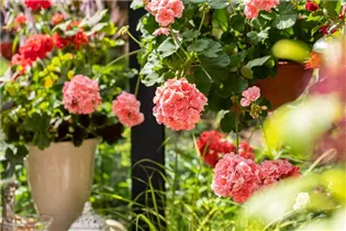 Pelargonium peltatum, rot - Pelargonium peltatum, rot