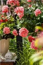 Pelargonium peltatum, rot - Pelargonium peltatum, rot