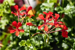Pelargonium peltatum, rot - Pelargonium peltatum, rot