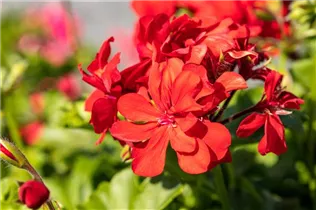 Pelargonium peltatum, rot - Pelargonium peltatum, rot