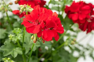 Pelargonium peltatum, rot - Pelargonium peltatum, rot