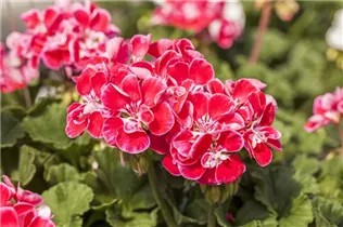 Pelargonium zonale 'Savannah'® - Pelargonium zonale 'Savannah'® Pelargonium zonale 'Savannah'® - Pelargonium zonale 'Savannah'®