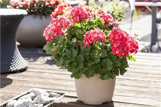 Pelargonium zonale 'Savannah'® - Pelargonium zonale 'Savannah'® Pelargonium zonale 'Savannah'® - Pelargonium zonale 'Savannah'®