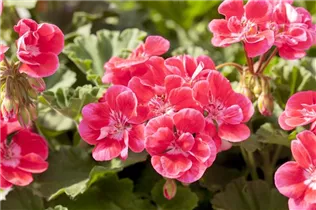 Pelargonium zonale 'Savannah'® - Pelargonium zonale 'Savannah'® Pelargonium zonale 'Savannah'® - Pelargonium zonale 'Savannah'®