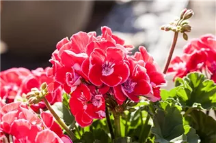 Pelargonium zonale 'Savannah'® - Pelargonium zonale 'Savannah'® Pelargonium zonale 'Savannah'® - Pelargonium zonale 'Savannah'®