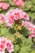 Pelargonium zonale 'Savannah'® - Pelargonium zonale 'Savannah'® Pelargonium zonale 'Savannah'® - Pelargonium zonale 'Savannah'®