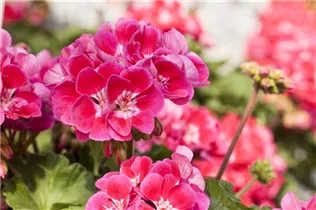 Pelargonium zonale 'Savannah'® - Pelargonium zonale 'Savannah'® Pelargonium zonale 'Savannah'® - Pelargonium zonale 'Savannah'®