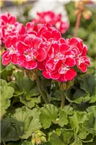 Pelargonium zonale 'Savannah'® - Pelargonium zonale 'Savannah'® Pelargonium zonale 'Savannah'® - Pelargonium zonale 'Savannah'®