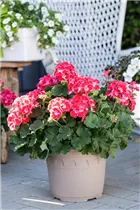 Pelargonium zonale 'Savannah'® - Pelargonium zonale 'Savannah'® Pelargonium zonale 'Savannah'® - Pelargonium zonale 'Savannah'®