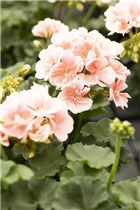 Pelargonium zonale 'Savannah'® - Pelargonium zonale 'Savannah'® Pelargonium zonale 'Savannah'® - Pelargonium zonale 'Savannah'®
