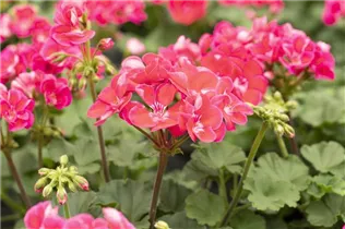 Pelargonium zonale 'Savannah'® - Pelargonium zonale 'Savannah'® Pelargonium zonale 'Savannah'® - Pelargonium zonale 'Savannah'®