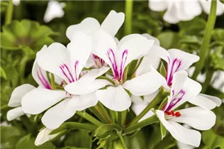 Pelargonium peltatum, weiß - Pelargonium peltatum, weiß
