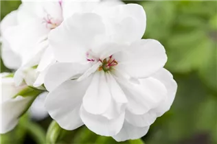 Pelargonium peltatum, weiß - Pelargonium peltatum, weiß