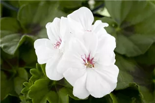 Pelargonium peltatum, weiß - Pelargonium peltatum, weiß