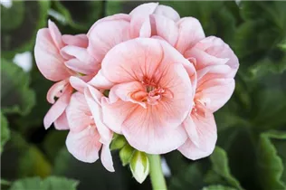 Pelargonium zonale 'Smart Light Pink' - Zonal-Pelargonie 'Smart Light Pink'