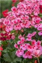 Pelargonium 'Summerpearls Salmon' - Geranie 'Summerpearls Salmon'