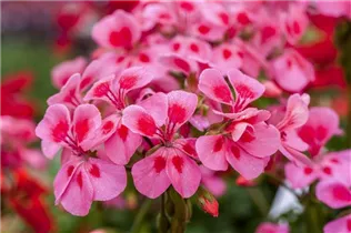 Pelargonium 'Summerpearls Salmon' - Geranie 'Summerpearls Salmon'